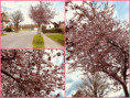 /album/trend/160-are-those-cherry-blossoms-jpg/